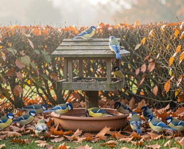 Jardin français en automne avec des mésanges autour d’une mangeoire en bois, une coupelle d’eau peu profonde et une haie naturelle baignée par la douce lumière du matin.